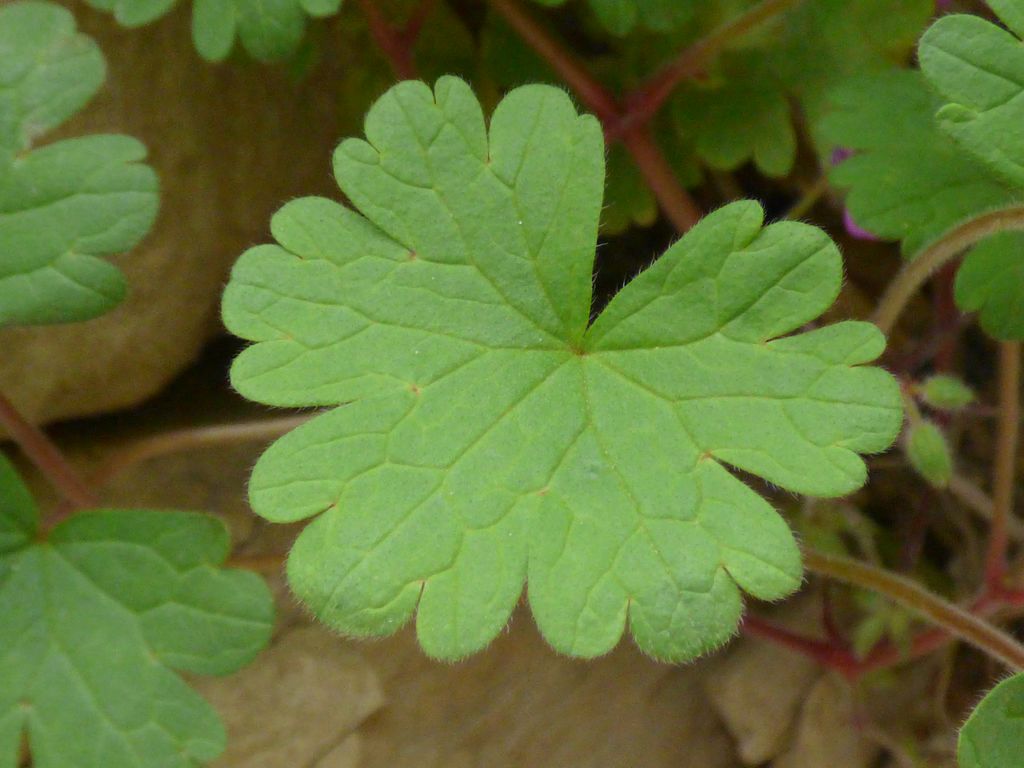 Geranium rotundifolium L., Geranio de hojas redondeadas.
