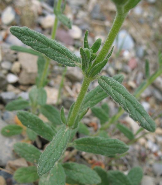 Helianthemum ledifolium (L.) Mill., Hierba turmera 8
