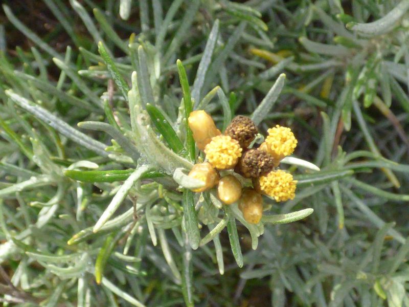 Helichrysum italicum (Roth) G. Don fil. subsp. serotinum (Boiss.) P. Fourn., Helichrysum serotimnum. 3