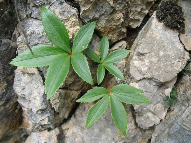 Helleborus viridis L., Helleborus viridis subsp. occidentalis (Reut.) Schiffn., Heléboro verde, Ballestera verde. 2