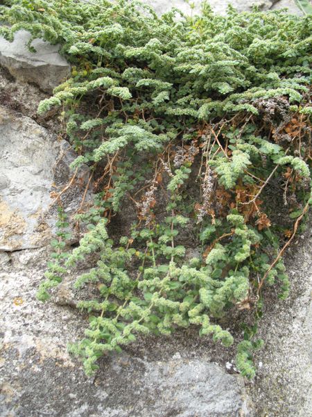 Herniaria latifolia Lapeyr. 7