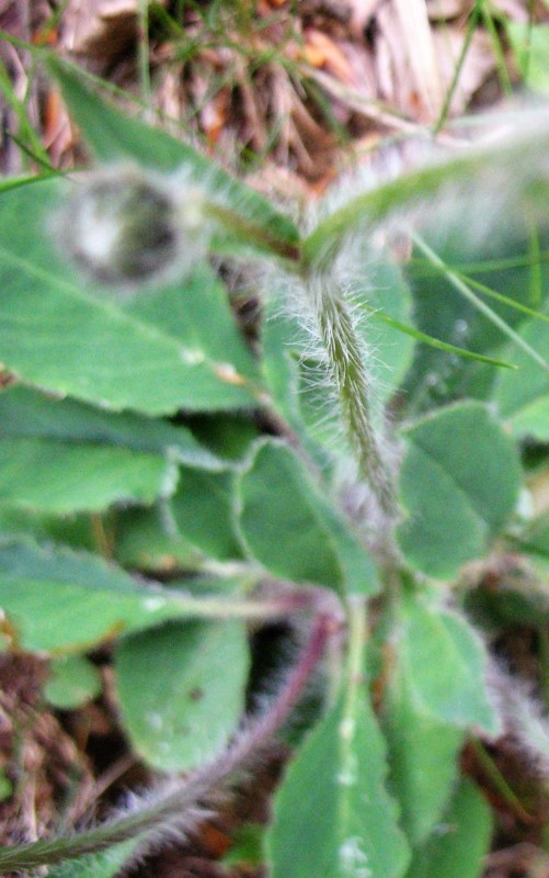 Hieracium laniferum Cav., Lechugueta lanosa.