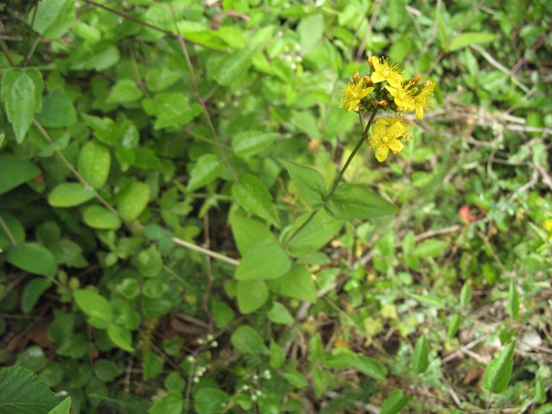 Hypericum montanum L. Hipérico de montaña