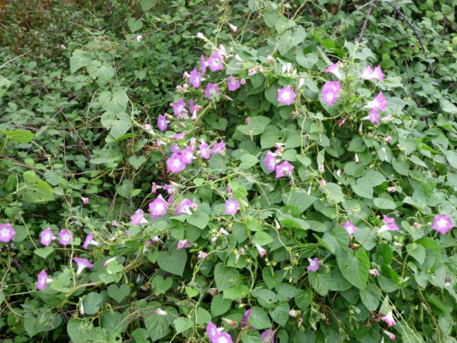 Ipomea purpurea L., Campanilla morada, Campanillas. 2