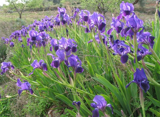 Iris germanica L., Lirio azul, Lirio cárdeno, Lirio común, Lirio morado 3