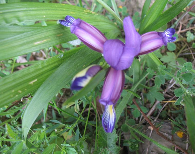 Iris graminea L., Iris con hoja de cereal.