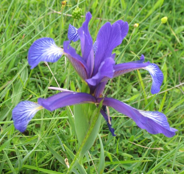 Iris spuria L., Lirio azul pálido