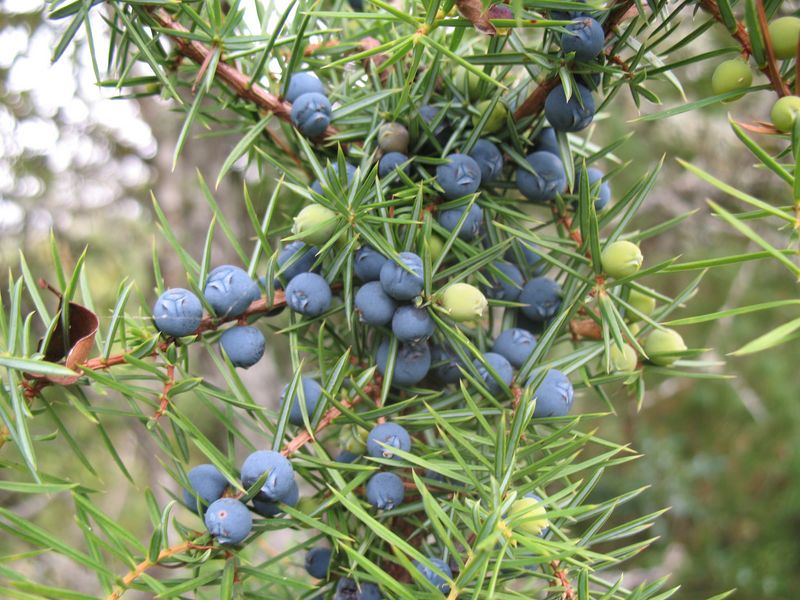 Juniperus communis L., Enebro