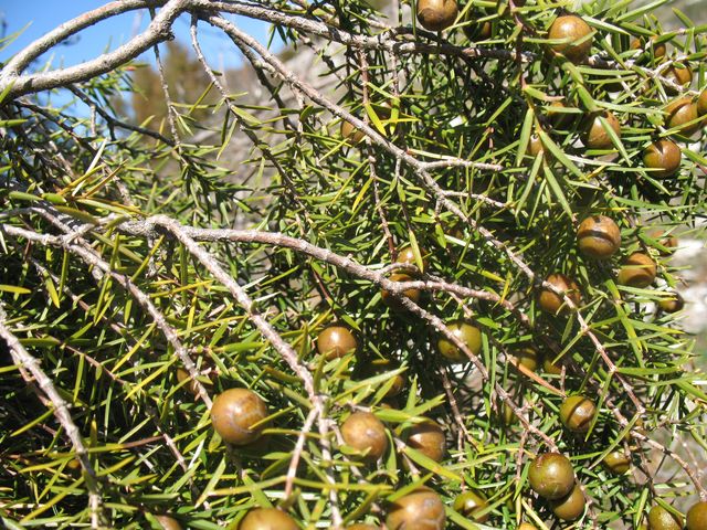 Juniperus oxycedrus L., Enebro de la miera, Cada