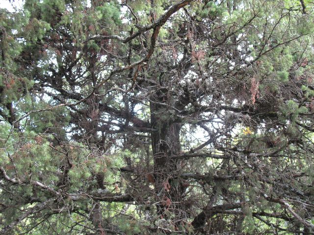 MN nº 28 Juniperus oxycedrus L. Enebro de la miera, Cada. Enebro del caserio Equiza 6