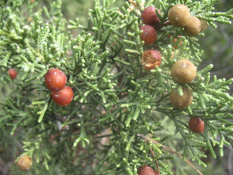 Juniperus phoenicea L., Sabina, Sabina mora, Sabina negra 5