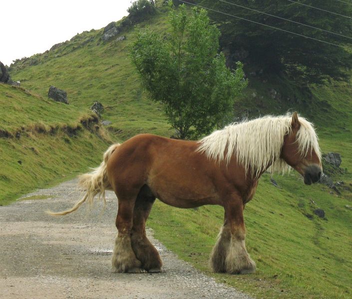 Equus caballus, Caballo Clydesdale originario de Clyde Valley, Escocia. 7