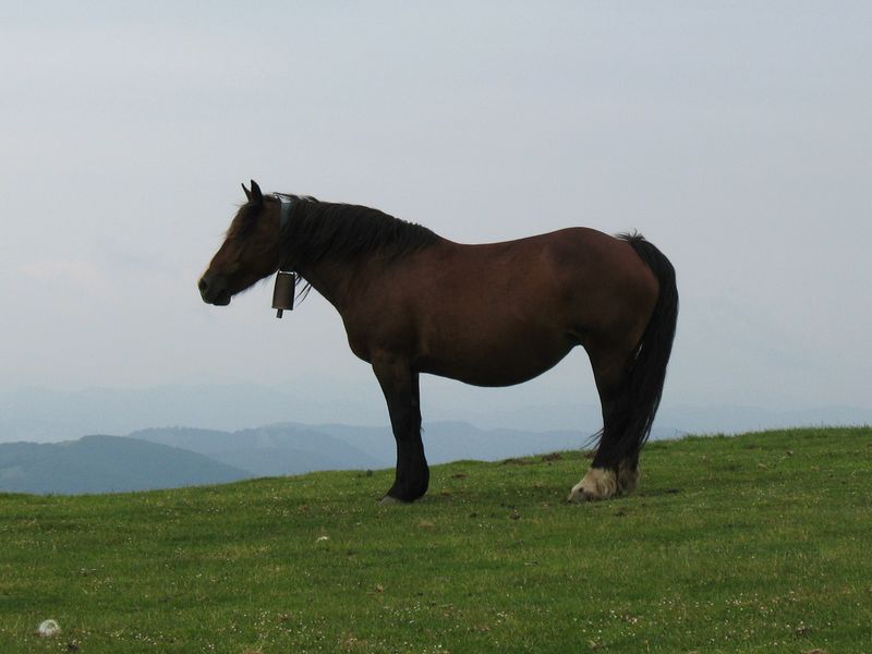 Equus caballus, Caballo doméstico, Zaldia 9