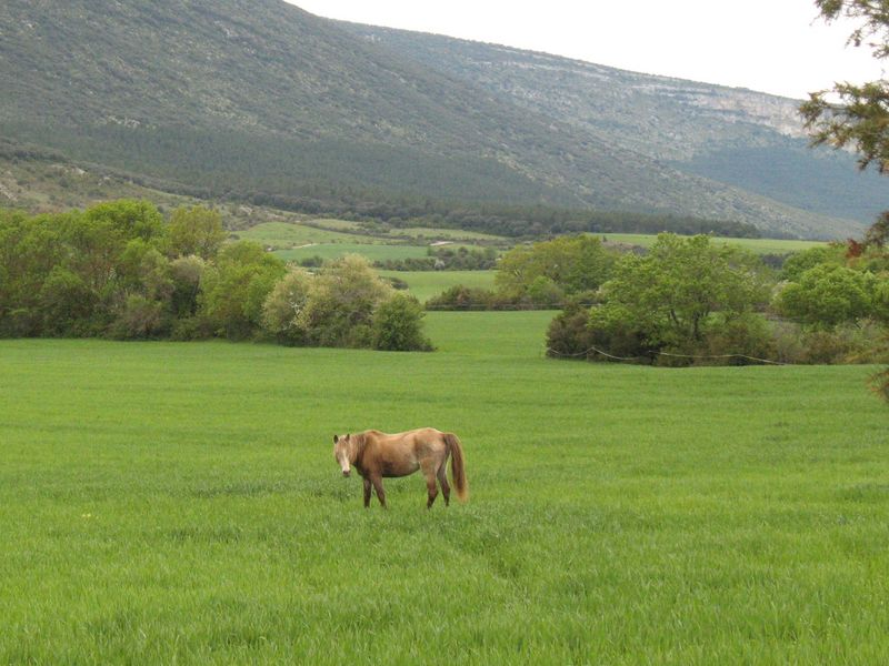 Equus caballus L., Caballos.
