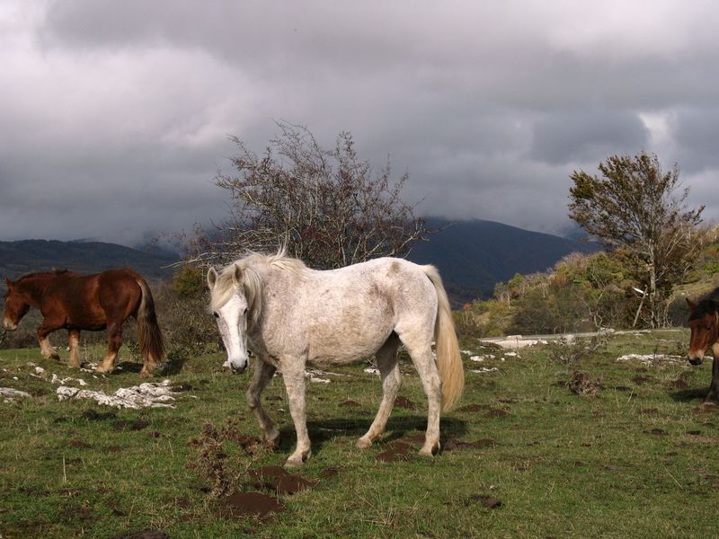 Equus caballus L., Caballo 3