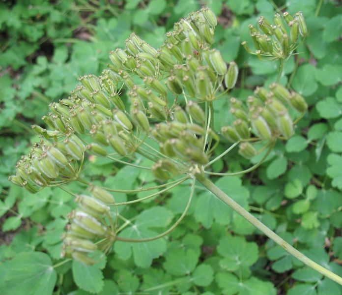 Laserpitium eliasii Sennen & Pau subsp. thalictrifolium (Samp.) P.Monts 9