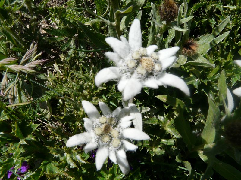 Leontopodium alpinum (cass.1822), Flor de las nieves, Edelweiss de Maribel Inza