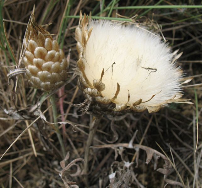 Leuzea conifera (L.) DC., Centaurea conifera L., Cuchara de pastor 5