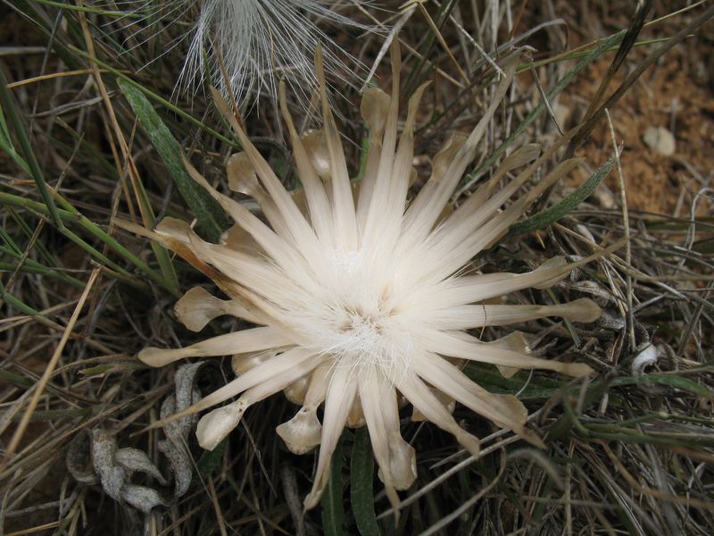 Leuzea conifera (L.) DC., Centaurea conifera L., Cuchara de pastor 3