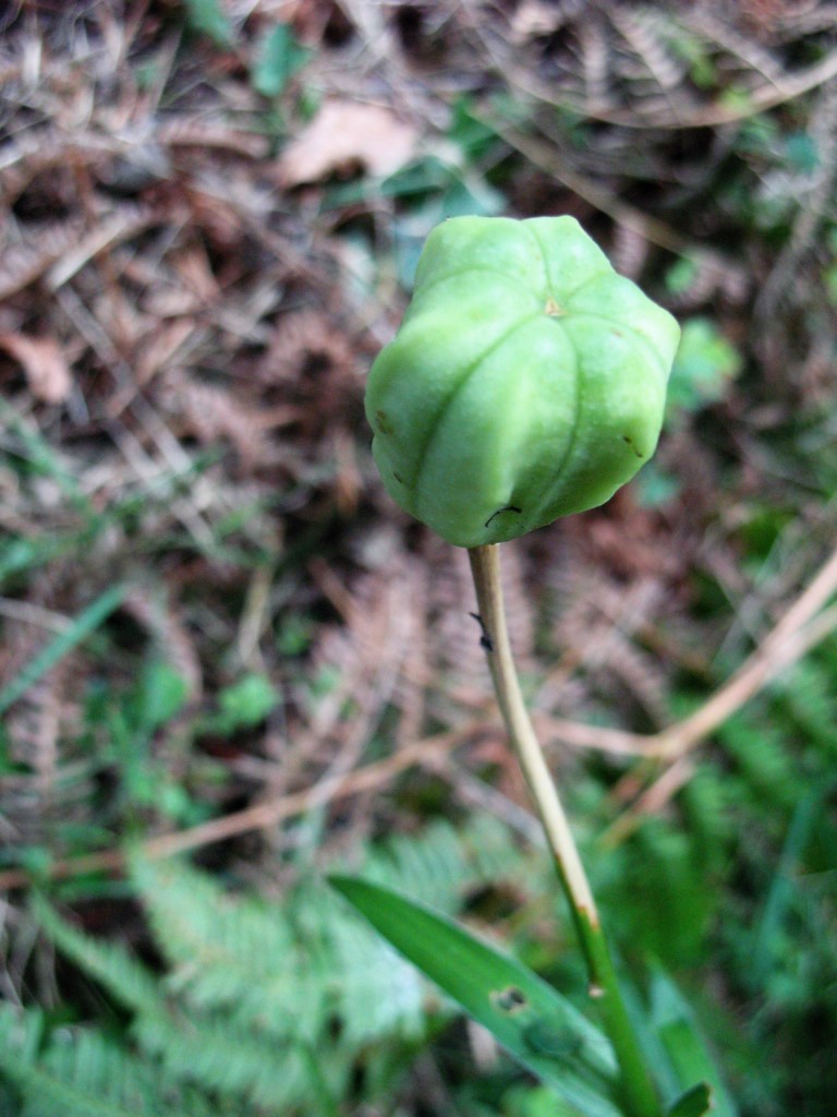Lilium pyrenaicum Gouan., Azucena de los Pirineos, Zitoria. 3