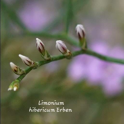 Limonium hibericum Erben 3