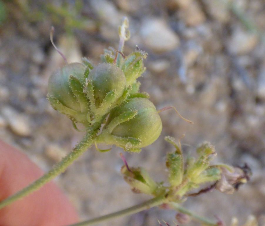 Linaria aeruginea (Gouan) Cav. 2