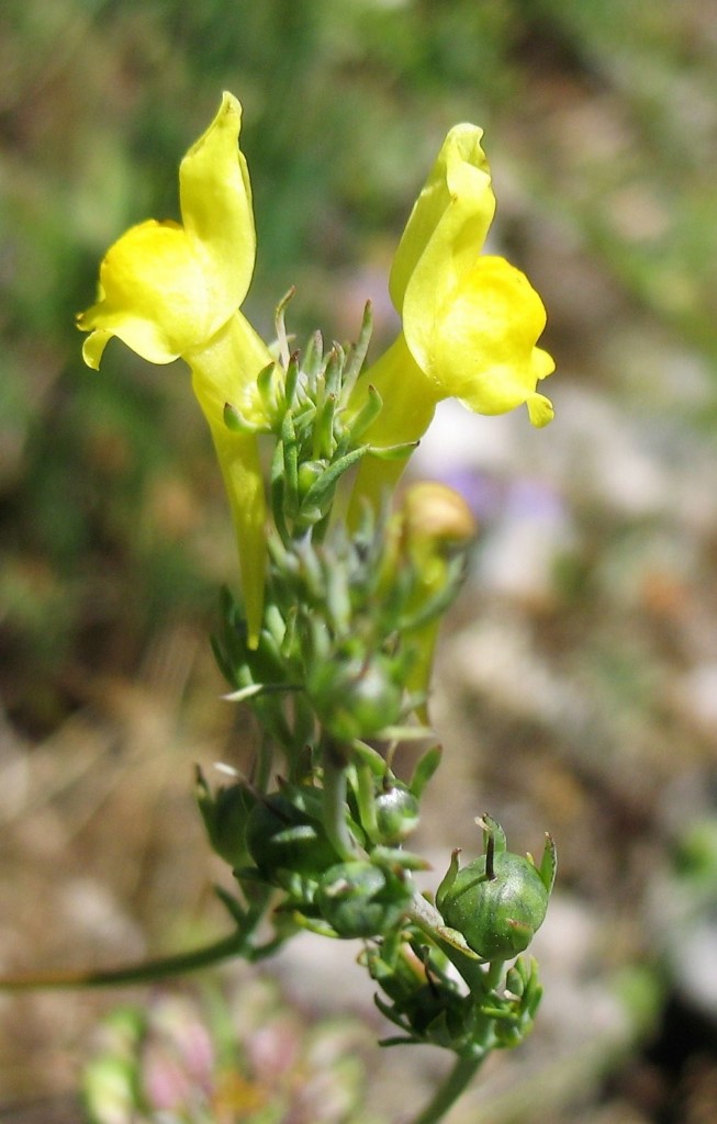 Linaria badalii Willk., Linaria proxima Coincy, Linaria amarilla de hoja estrecha.