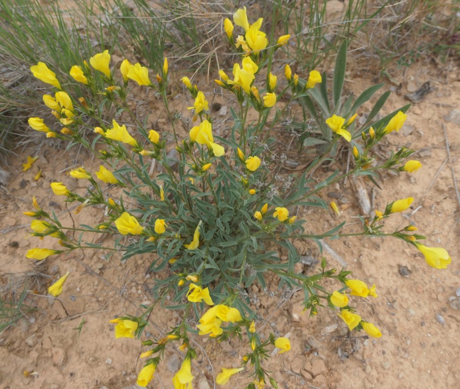 Linum campanulatum L., Lino amarillo.