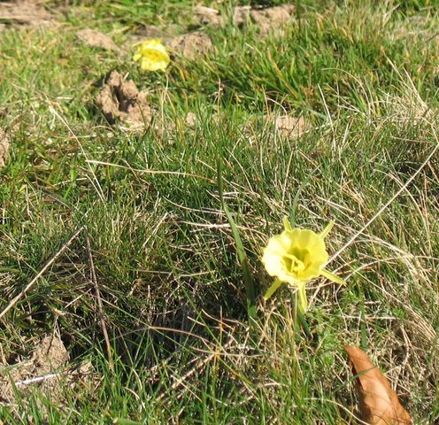 Narcissus bulbocodium L., Trompón, Narciso acampanado 5