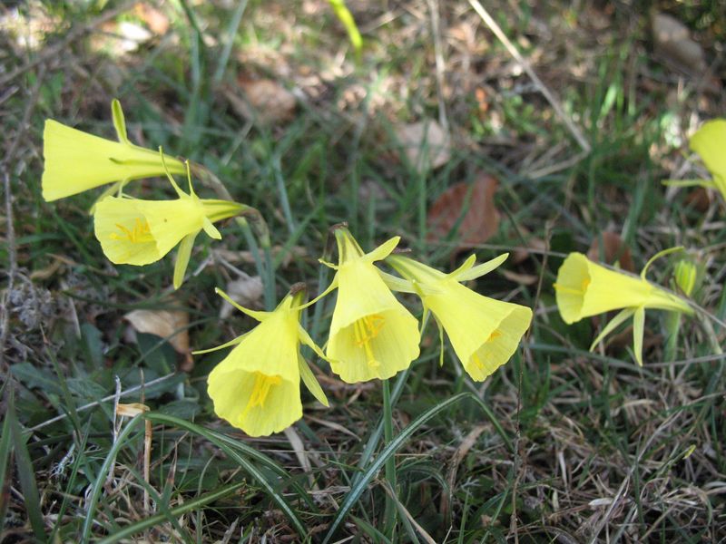 Narcissus bulbocodium L., Trompón, Narciso acampanado 3