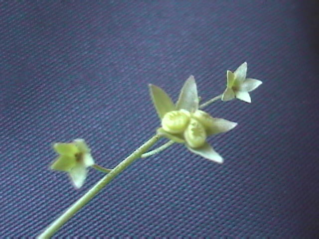 Omphalodes linifolia Carmelita 2