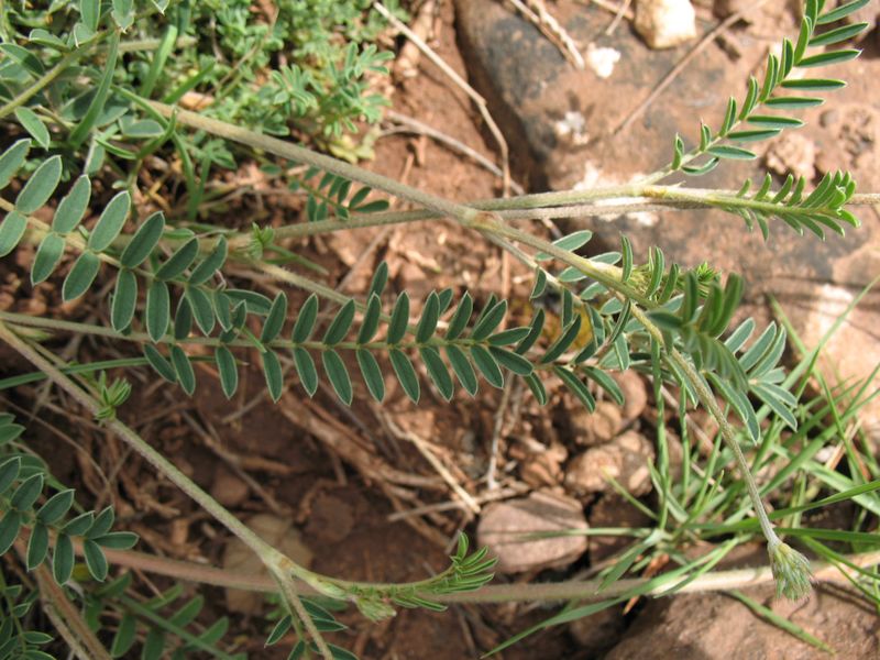 Onobrychis viciifolia Scop., Onobrychis sativa Lam., Esparceta, Pipirigallo; Astorkia 3