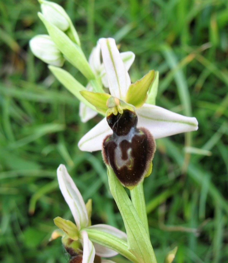 Ophrys castellana J. Devillers-Terschuren & P. Devillers. 4