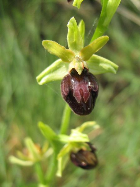 Ophrys sphegodes Mill., Orquídea araña, Abejera araña 2