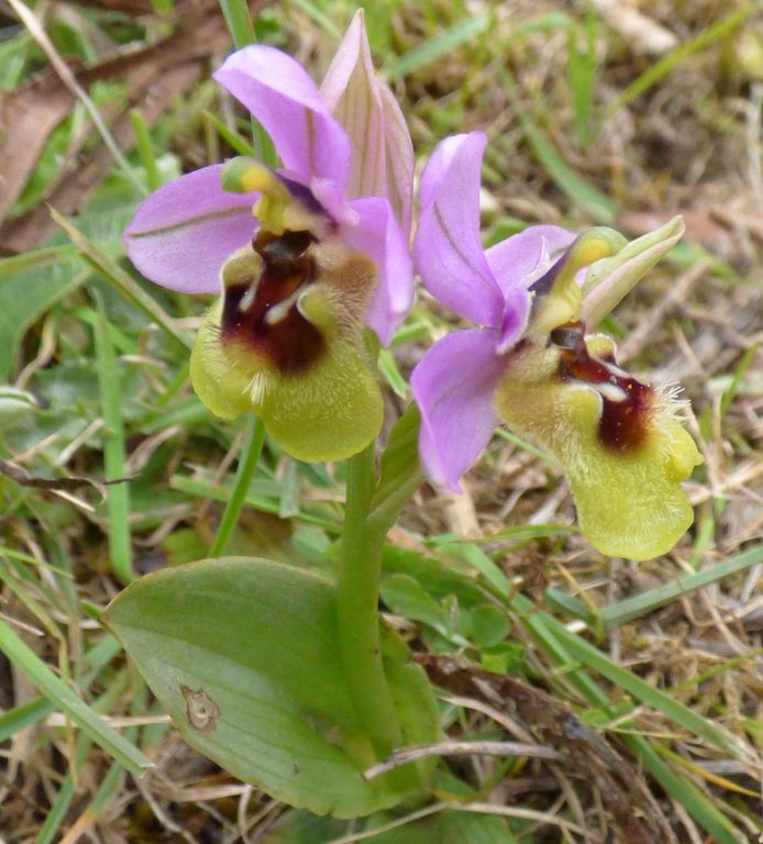 Ophrys tenthredinifera Willd., Abejera.