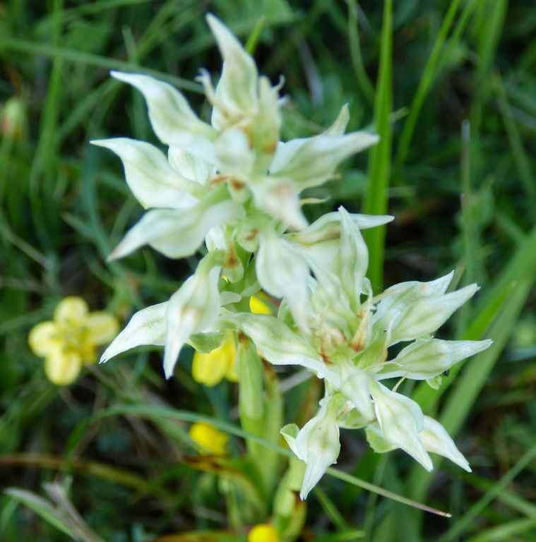 Orchis coriophora L. Ejemplar hipomático o Albino.