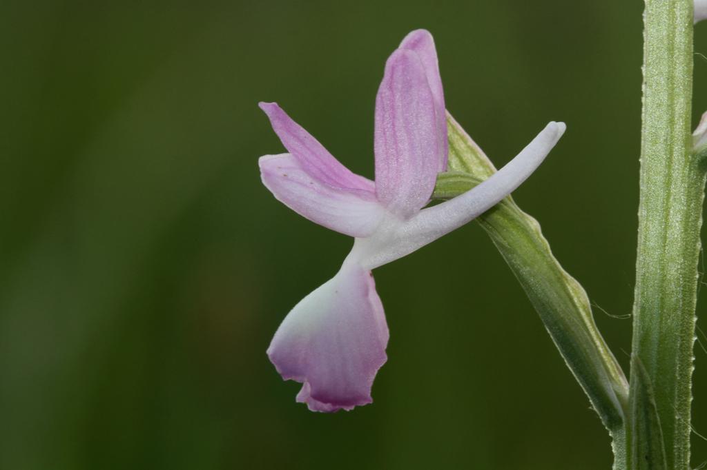 Orchis laxiflora 2