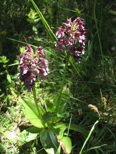 Orchis purpurea Huds., Orquídea dama 3