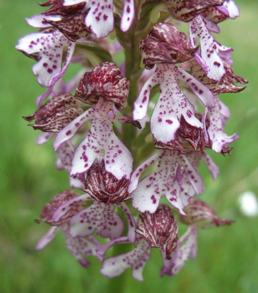 Orchis purpurea Huds., Orqu�dea dama 6