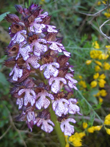 Orchis purpurea Huds., Orquídea de la dama