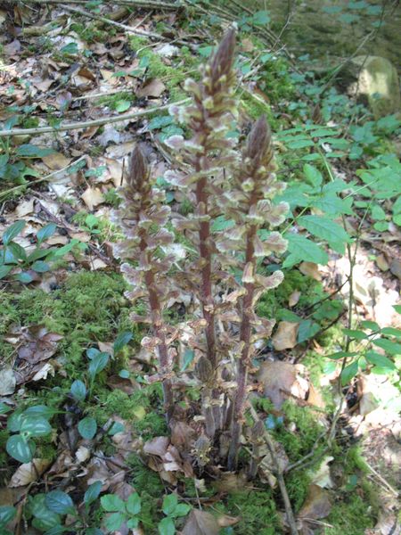 Orobanche hederae (Duby 1828). 4