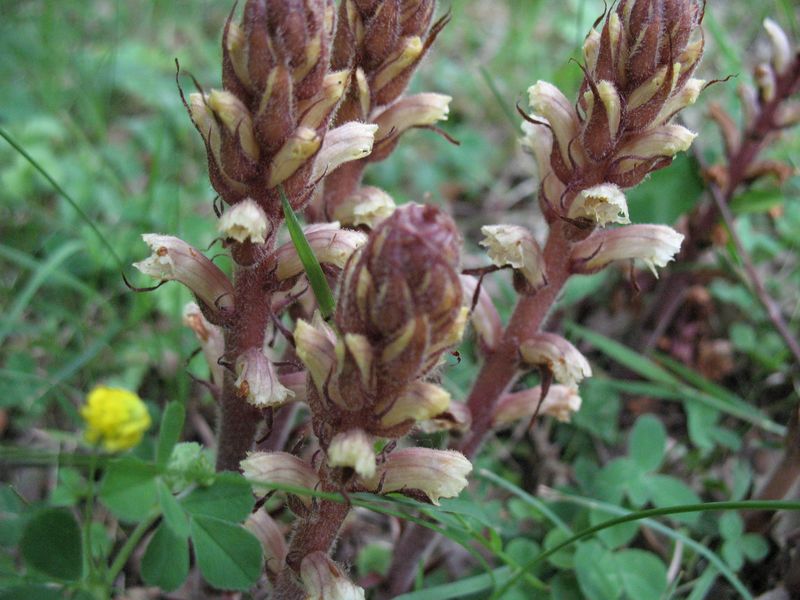 Orobanche hederae (Duby 1828). 5