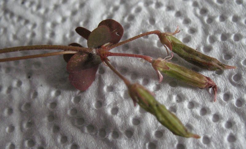 Oxalis corniculata L., Aleluya, Mingotsa 8