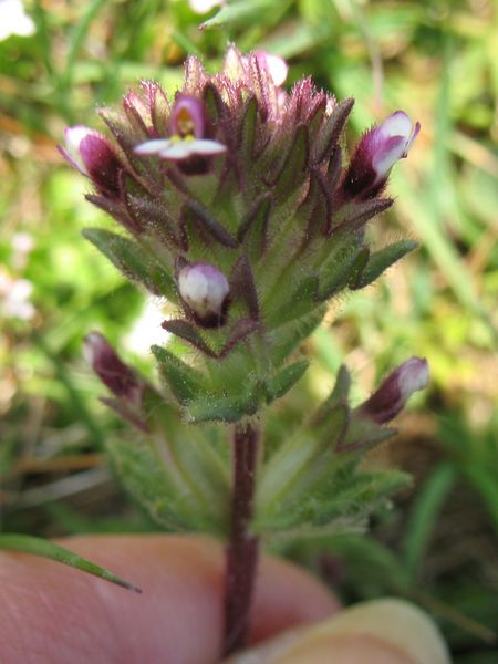 Parentucellia latifolia (L.) Caruel.