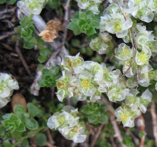 Paronychia kapela (Hacq.) Kerner subsp. serpyllifolia (Chaix) Graebn. in Asch. et Graebn. 3