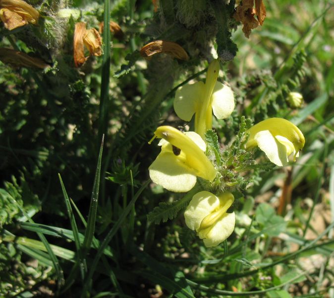 Pedicularis comosa subsp. schizocalix, Gallarito amarillo