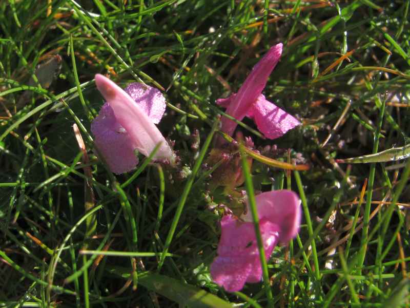 Pedicularis sylvatica 2