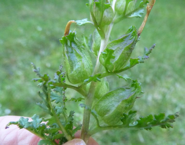 Pedicularis sylvatica L., Gallarito 3