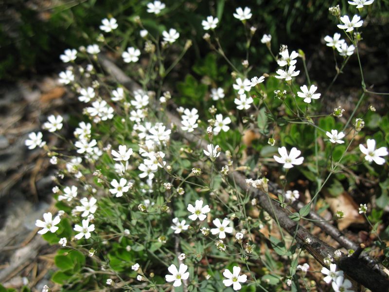 Petrocoptis pyrenaica subsp. pyrenaica (J. Bergeret) A. Braun ex Walp.