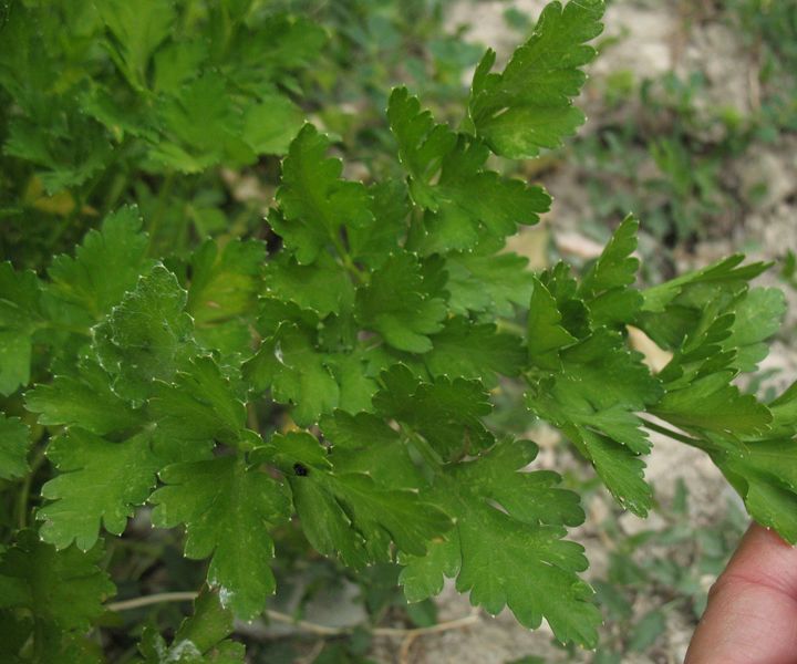 Petroselinum sativum L. Perejil.